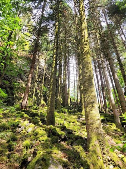 Ferienwohnung Schwarzwaldblick Bad Rippoldsau-Schapbach Екстер'єр фото